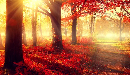 Autumn. Fall scene. Beautiful Autumnal park. Beauty nature scene. Autumn Trees and Leaves, foggy for