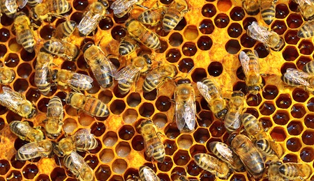 Working Bees On Honeycells
