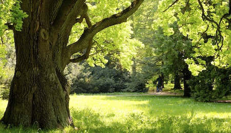 Mighty oak tree