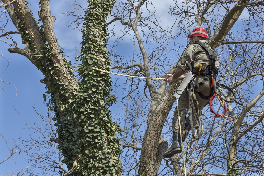 Commercial Tree Care