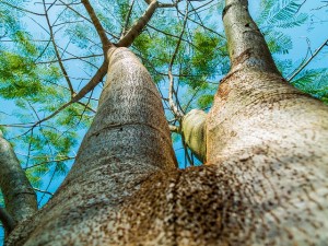 Texas Tree Care